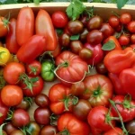 popularne-odmiany-pomidorow-ktore-nie-spelnily-oczekiwan-i-oto-dlaczego.webp.webp
